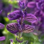 南欧丹参花提取物杀菌活性初步研究