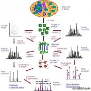蛋白质组与蛋白质组学