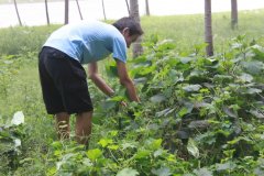 2011.8.8采集植物样品