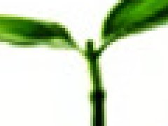 小组网站使用新的ICO