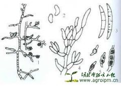 农用杀菌剂作用机理的研究进展