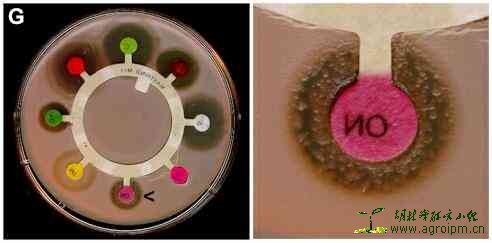 Mechanisms of horizontal gene transfer (HGT) in bacteria