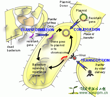 Horizontal Transfer Bacteria