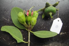 红树林植物之杯萼海桑