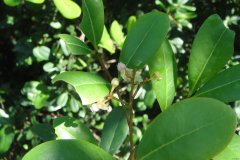 红树林植物之木果楝