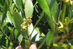 红树林植物之角果木