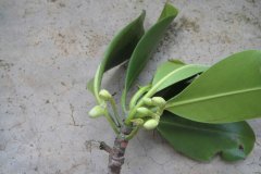 红树林植物之红海榄