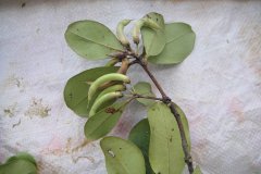 红树林植物之桐花