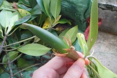 红树林植物之尖瓣海莲