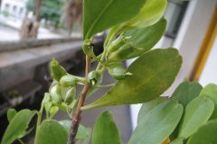 红树林植物之榄李