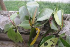 红树林植物之红树