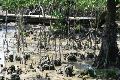 点击图片可在新窗口打开