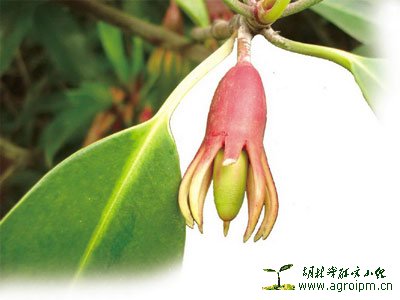 点击图片可在新窗口打开