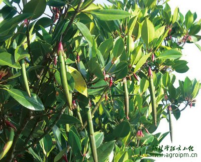 点击图片可在新窗口打开