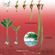 红树植物的胎生