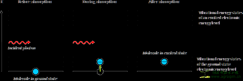 Energy levels of a molecule during the absorption of a photon