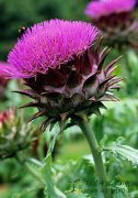 Cynara Cardunculus