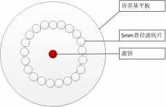 真菌保存方法——滤纸片法保存