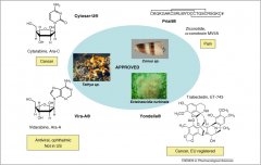 The odyssey of marine pharmaceuticals: a current pipeline pe