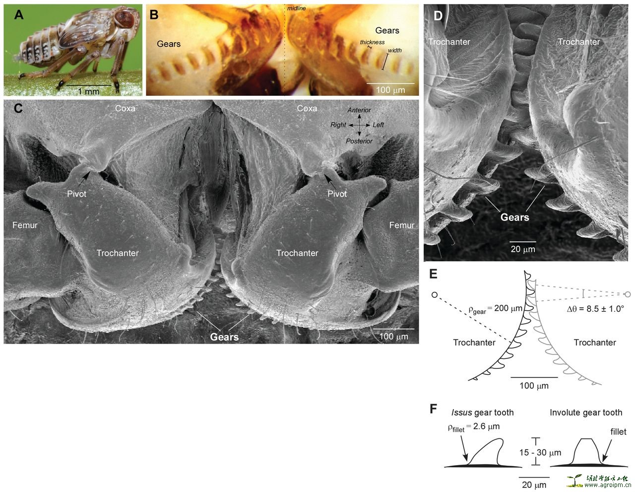 Interacting Gears Synchronize Propulsive Leg Movements