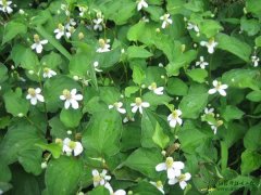 蕺菜 Houttuynia cordata Thunb