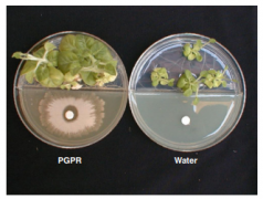 Dynamic Chemical Communication between Plants and Bacteria t