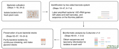 High-throughput cultivation and identification of bacteria f
