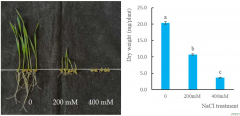 Enhancing Resistance to Salinity in Wheat by Using Streptomy