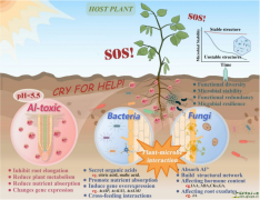 Microbial enhancement of plant aluminum tolerance