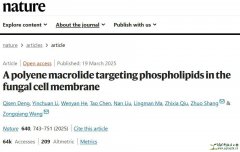 A polyene macrolide targeting phospholipids in the fungal ce