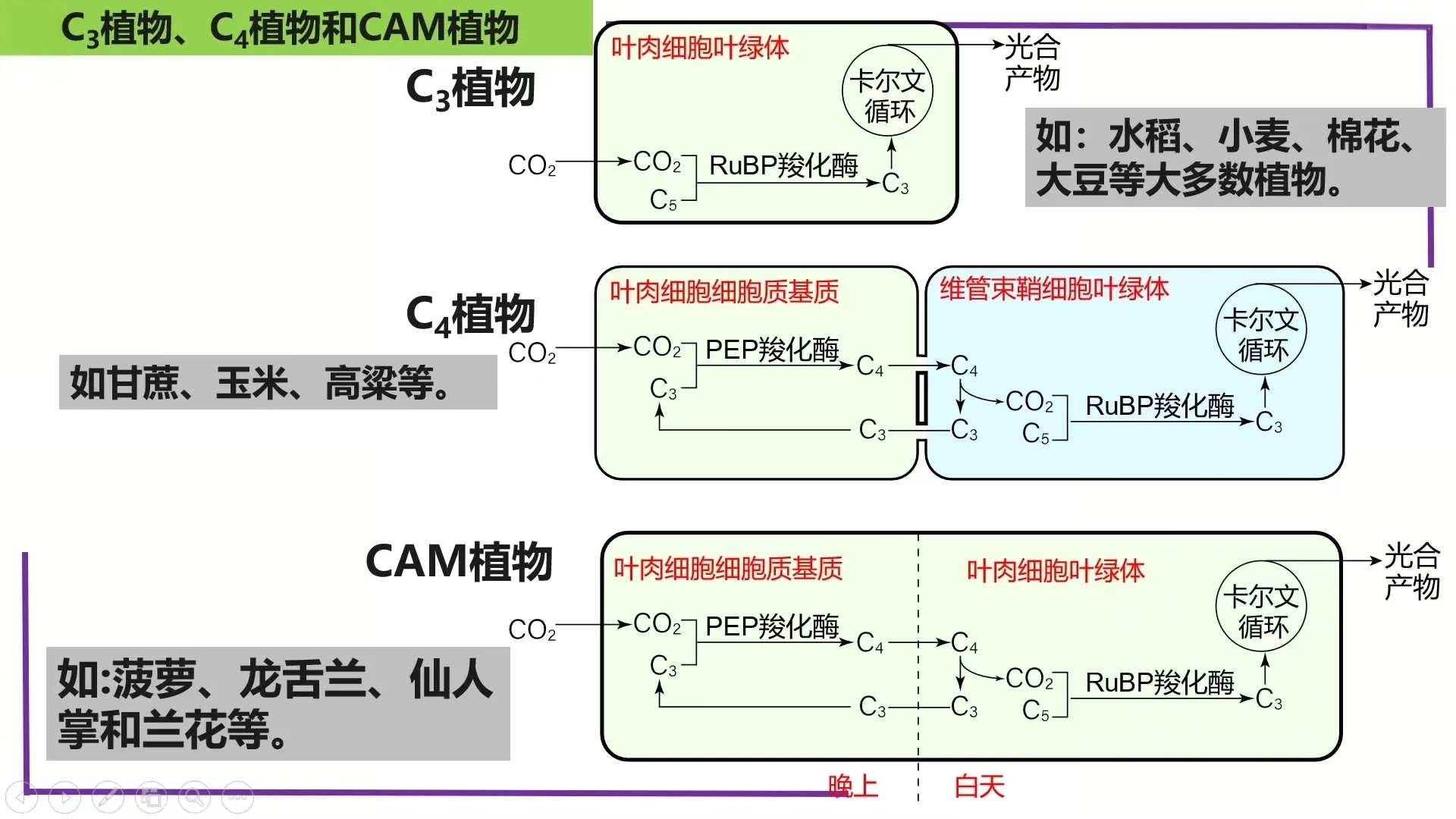展示C3、C4和CAM植物光合作用差异的示意图