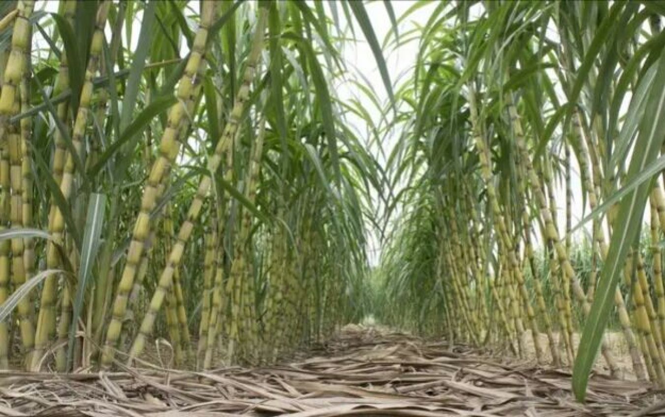 热带地区的甘蔗田景观