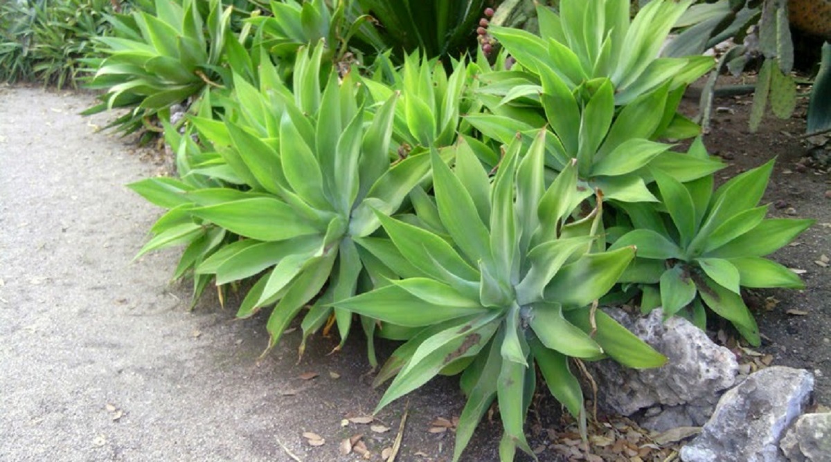 CAM作物展示：菠萝、芦荟、仙人掌和龙舌兰