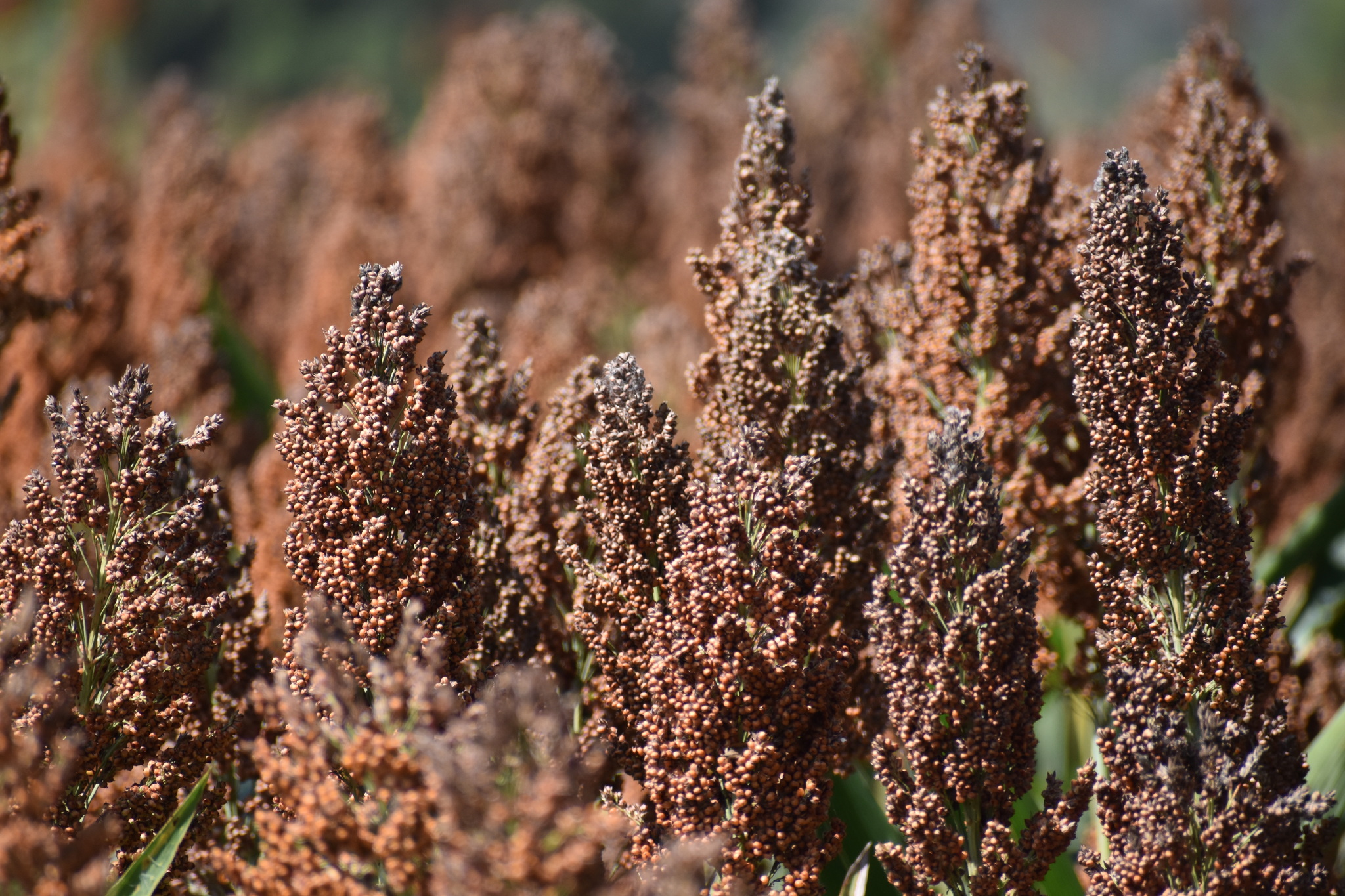 干旱地区的玉米和高粱农田景观