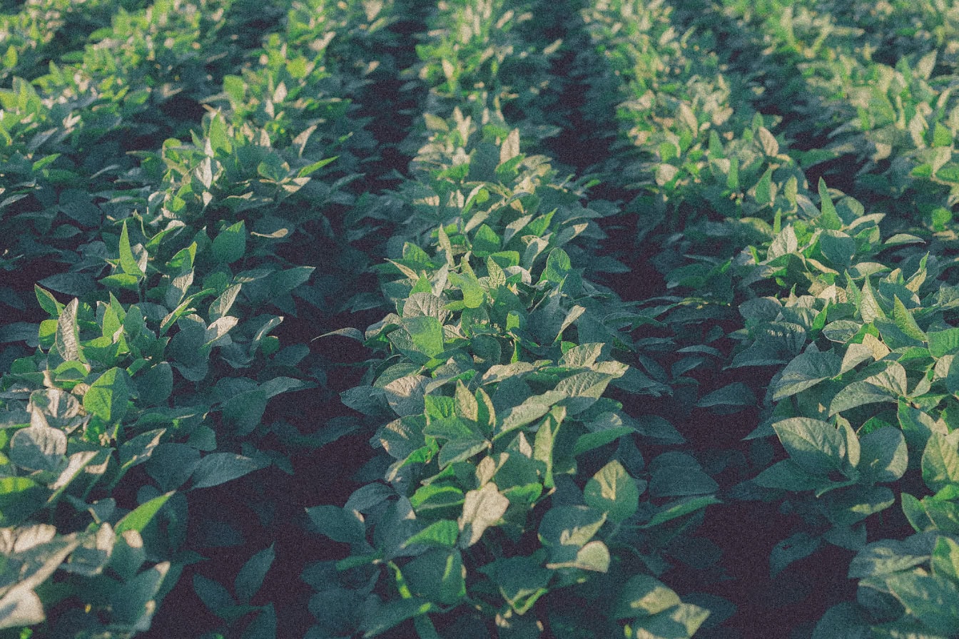 C3作物田：水稻、小麦、大豆